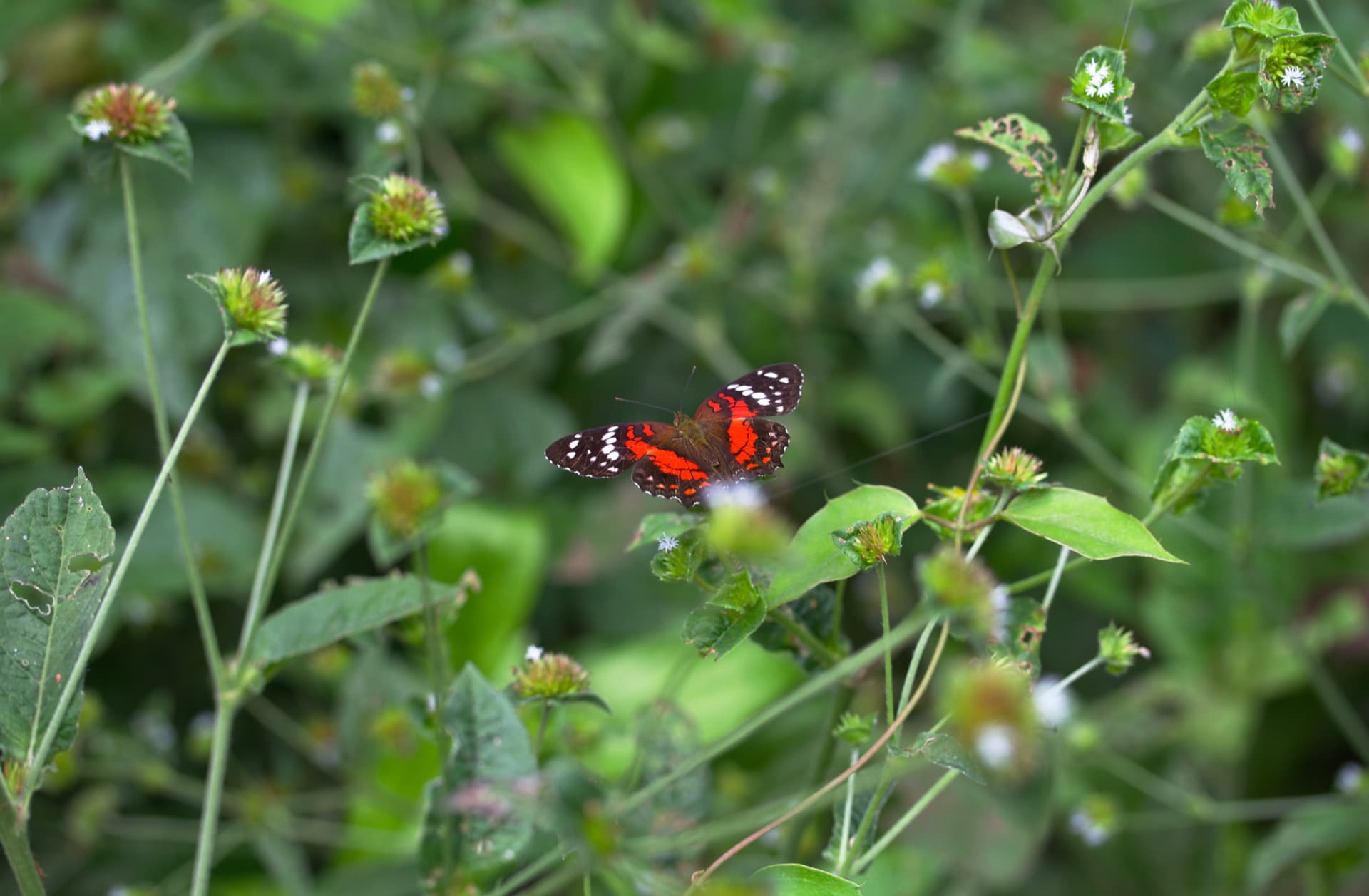 An Anartia amathea butterfly with red, dark brown, and white patterned wings in green vegetation